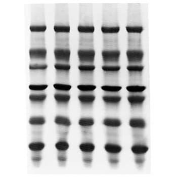 Immobilon-PSQ PVDF 0.2μm 7x8.4cm 片 50/包 50PKMerck(默克密理博)ISEQ07850